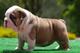 Cachorros de raza bulldog ingles