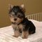 Cachorros de yorkshire terrier pedigree