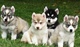 Cachorros husky calidad