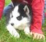 Cachorros Husky Siberiano listos para un nuevo hogar - Foto 1