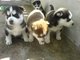 Cachorros husky siberiano macho y hembras necesita un nuevo hogar