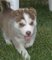 Cachorros husky siberiano para la adopción - Foto 1