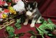 Cachorros husky siberiano para navidad - Foto 1