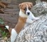Cachorros Jack Russell bien entrenado - Foto 1