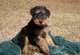 Cachorros perros de raza Airedale terrier - Foto 1