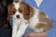 Cachorros saludable cavalier king charles spaniel