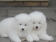 Cachorros samoyedo de navidad