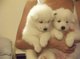 Cachorros samoyedo macho y hembra