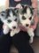Cachorros siberian husky listos para un nuevo hogar