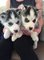 Cachorros siberian husky listos para un nuevo hogar
