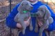 Cachorros weimaraner impresionante