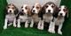 Camada de beagles tricolores disponible !