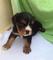 Cavalier King Charles Spaniel - Foto 1