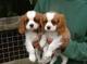 Cavalier King Charles Spaniel - Foto 1