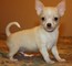 Chihuahua cachorros de gran belleza - Foto 1