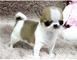 Chihuahua cachorros de juguete de regalo disponibles para la adop