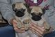 Cute and active pug puppies for adoption - Foto 1