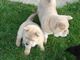 Cute cachorros chow chow disponibles para adopción - Foto 1