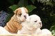 Dos hermosos cachorros bulldog inglés listo