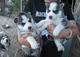 Dulces cachorros siberian husky