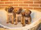 El Rhodesian Ridgeback - Foto 1