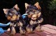 Grandes yorkie cachorros para la adopción de la personalidad