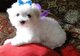 Hermosa teacup maltese puppies