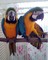 Hermosa y hablando guacamayo jacinto loros para la adopción