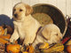 Hermosas AKC cachorros Labrador registrada - Foto 1