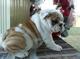 Hermosos cachorros Bulldog Ingles para la adopción - Foto 1