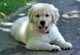 Hermosos Cachorros Golden Retriever - Foto 1
