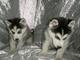 Hermosos husky siberiano, cacahorros