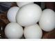 Huevos fértiles de loros guacamayos cacatúas y huevos fértiles de - Foto 1