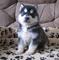 Husky siberiano cremosa en adopción