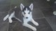 Huskys siberianos En Venta - Foto 1