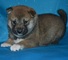 Impresionante kc reg japonés shiba inu