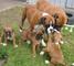 Impresionantes cachorros boxer rojo pedigree