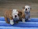 Impresionantes cachorros bulldog ingles kc reg