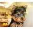 Kc masculina registrada y yorkie cachorros hembras