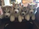 Kc siberianos observado azul Huskies cachorros - Foto 1