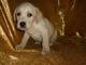 Labrador retriever cachorros dorados, venta contrato de garantí - Foto 1