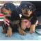 Los cachorros REGALO Encanto Rottweiler Para Adopción - Foto 1