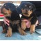 Los cachorros regalo encanto rottweiler para adopción