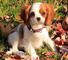 Los perros Cavalier King Charles Spaniel disponibles regalo - Foto 1