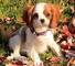 Los perros cavalier king charles spaniel disponibles regalo