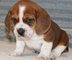 Magníficos macho y hembra cachorros de beagle disponible