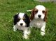 Masculino e feminino crías cavalier king charles spaniel