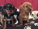 Pedigree Cavalier King Charles Spaniel - Foto 1