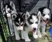 Perritos del husky siberiano