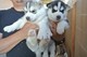 Pura raza Husky siberiano - Foto 1